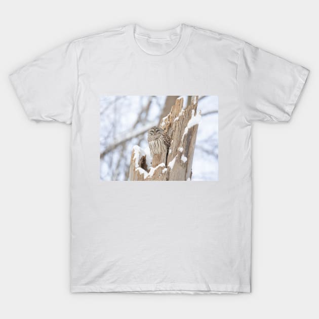 Barred owl in a tree stump T-Shirt by Jim Cumming